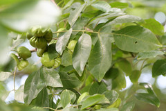 Pleiogynium solandri